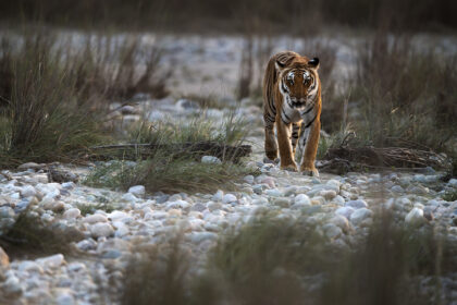 Tiger-Corbett-DSC_5355