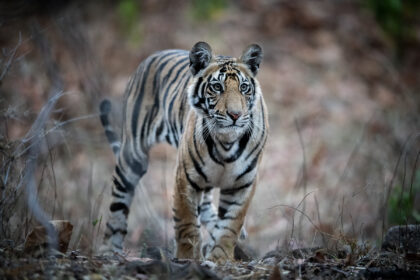Tiger_Bandhavgarh_India_DSC_3422