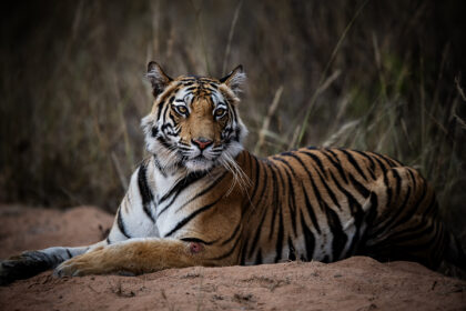 Tiger_Bandhavgarh_India_DSC_3658