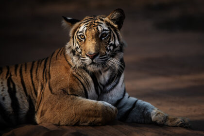 Tiger_Bandhavgarh_India_DSC_3732