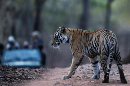 Tiger_Bandhavgarh_India_DSC_3988