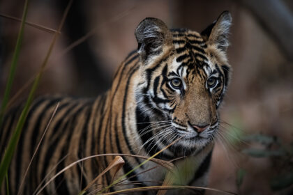 Tiger_Bandhavgarh_India_DSC_4224