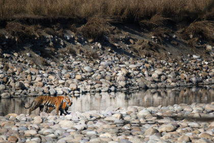 Tigers-Photo-Safari-5E4A7854