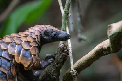 CCC-activities-the-pangolin-project