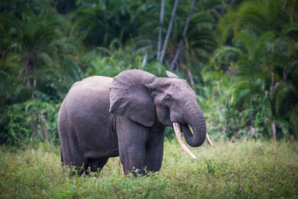 Odzala National Park - Republic of Congo