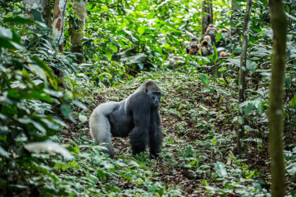 Congo-Gorilla Tracking (9)