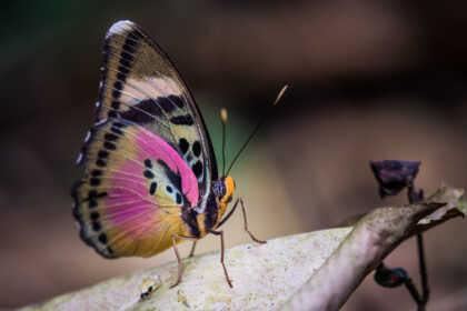 Odzala National Park - Republic of Congo