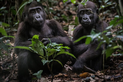 WCS Republic of Congo