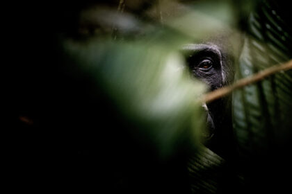 Gorilla-Congo-01