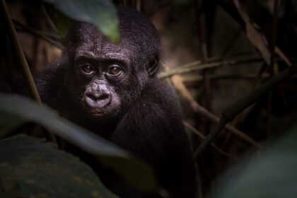 Odzala National Park - Republic of Congo