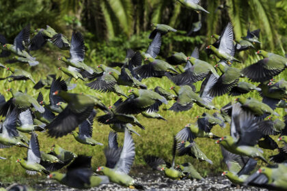 Grey-Parrot-Congo-(4)