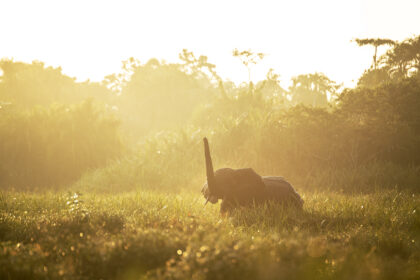 Kamba - Fauna and Flora (19) - Rhino Africa