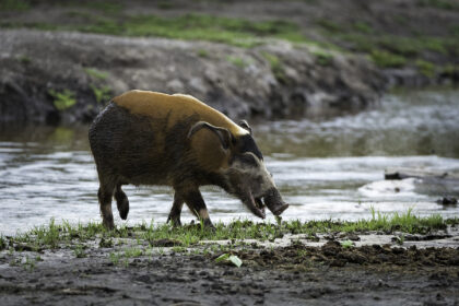 River-hog-Congo- (21)