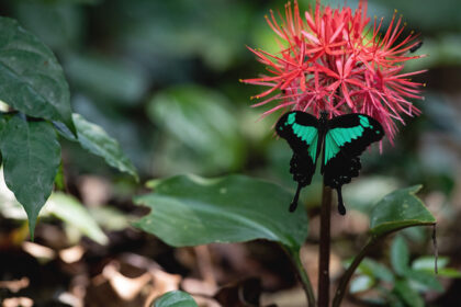 congo-conservation-company-sangha-lodge-butterfly
