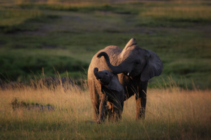 Baby-Elephants-Planying-Kenya-DSC_0051