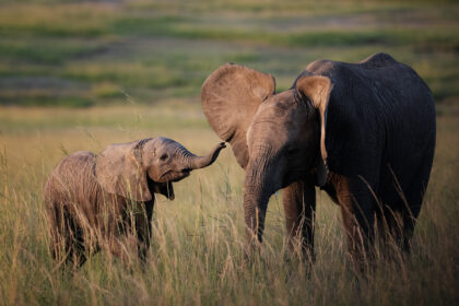 Baby-Elephants-Planying-Kenya-DSC_0064