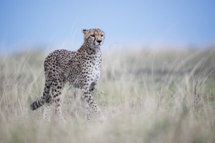 Cheetah-Kenya-Low-Angle-DSC_2764