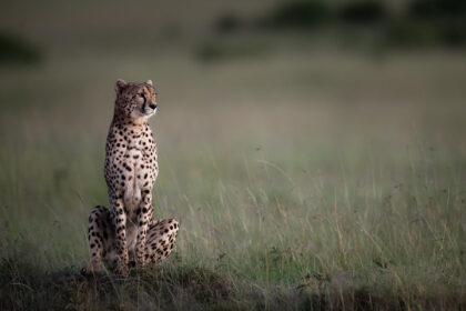 Cheetah-Kenya-Mackay-Africa-Piper-DSC_0307