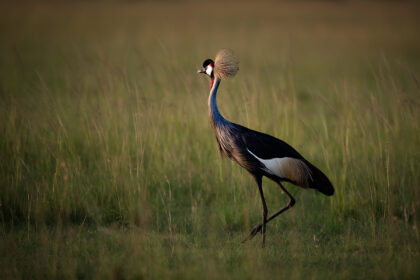 Crown-Crane-Kenya-Mackay-Africa-DSC_0257