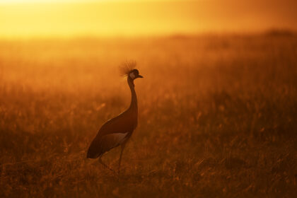 Crown-Crane-Kenya-Mackay-Africa-DSC_0274.psdDSC_0274