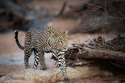 Leopard-Samburu-Africa-PSM_8779