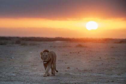 Lion-Sunrise-Amboseli-DSC_3154