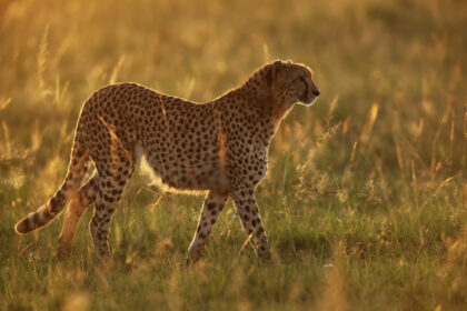 Cheetah-Mara-Mackay-Africa-DSC_0443-1
