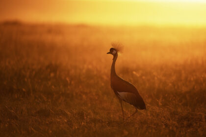 Crown-Crane-Kenya-Mackay-Africa-DSC_0274.psdDSC_0274