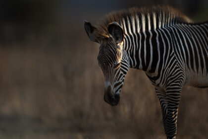 Zebra-DSC_6974