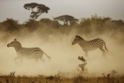 Amboseli-Africa-Photo-Safari-1DX_4495