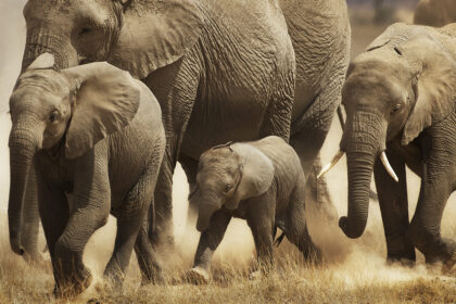 Amboseli-Africa-Photo-Safari-AmbAugN807
