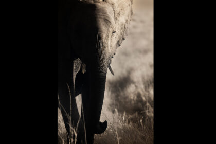 Elephant-Infrared-Side-Light-