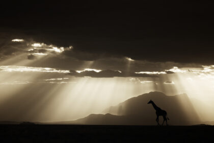 Giraffe-Amboseli-PZ7_9059