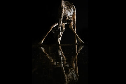 Giraffe-Lentorre-Horizontal