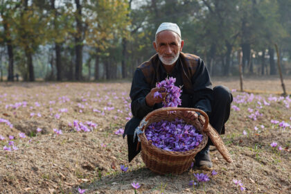 Saffron Farmer Sahibullah Shows the Crocuses he has Picked