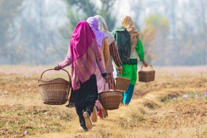 Women Head into the Saffron Fields to Pluck Crocuses