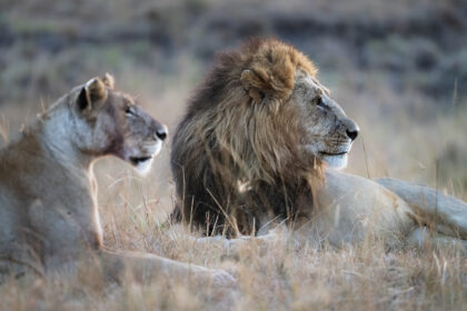 LIons-Mara-Piper-Mackay-_PSM2472
