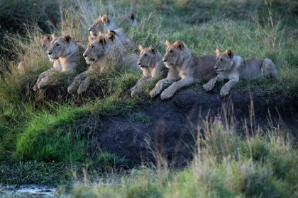 LIons-Pride-Kenya-Africa-DSC_2793