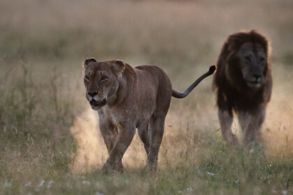 LIons-sunrise-Piper-Mackay-PSM_0904