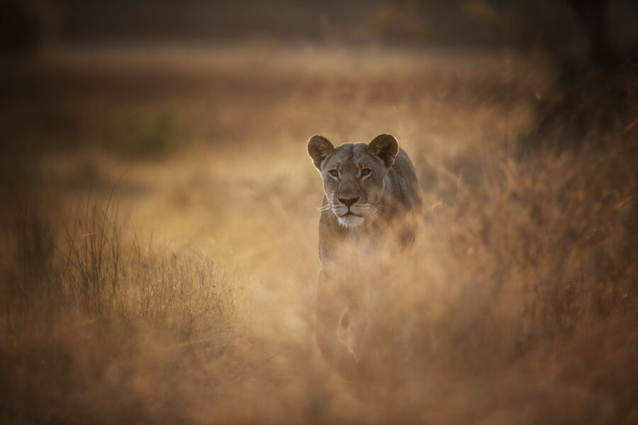 Kalahari Expedition 2026