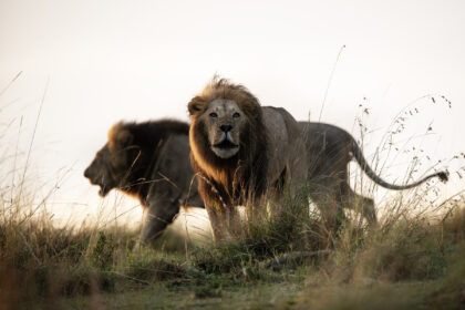 Lions-Mara-Piper-Mackay-PSM_6364 copy