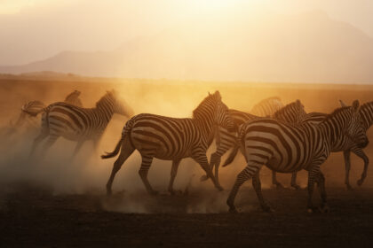 Zebra-Amboseli-16X9-DSC_5189