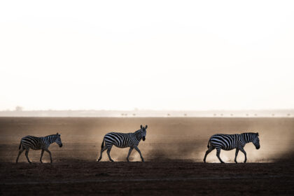Zebra-Amboseli-DSC_4482