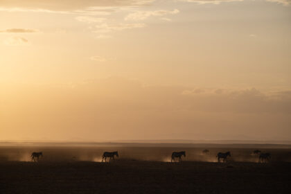 Zebra-Amboseli-DSC_4594