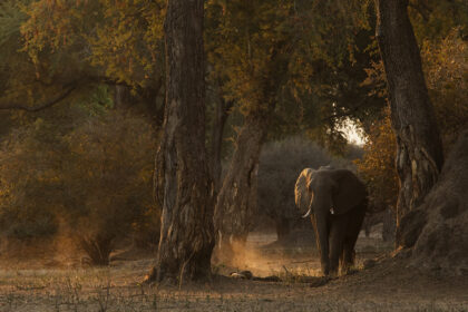 Elephant-Mana-Pools-5E4A8366-1