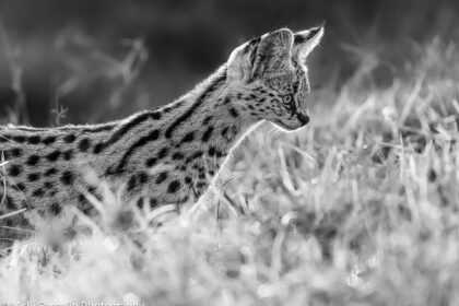 The Huntress