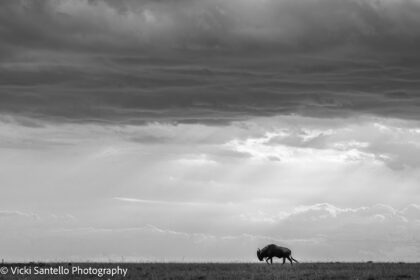 Big Africa