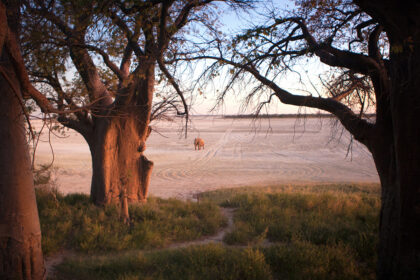 Elephant on Salt Pan