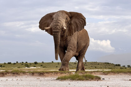 Elephants-Jana-Amboseli-IMG_1126