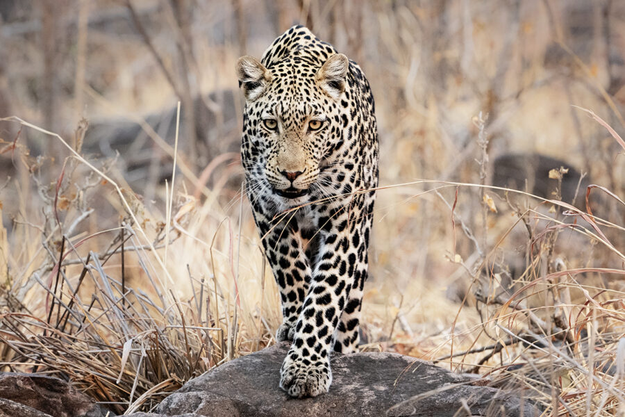 Botswana Premier Photo Safari 2027